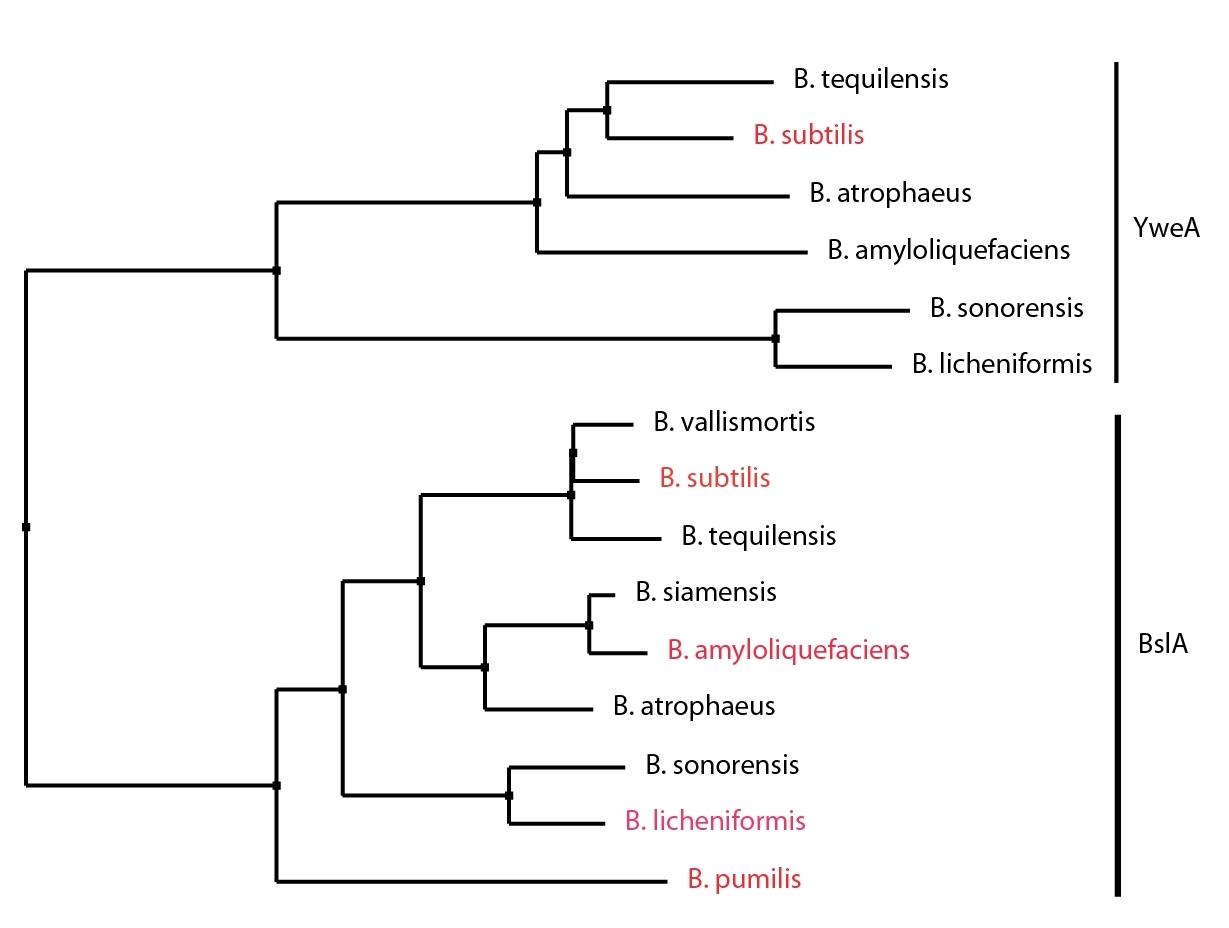 Neighbourhood joining tree of bacillus species.