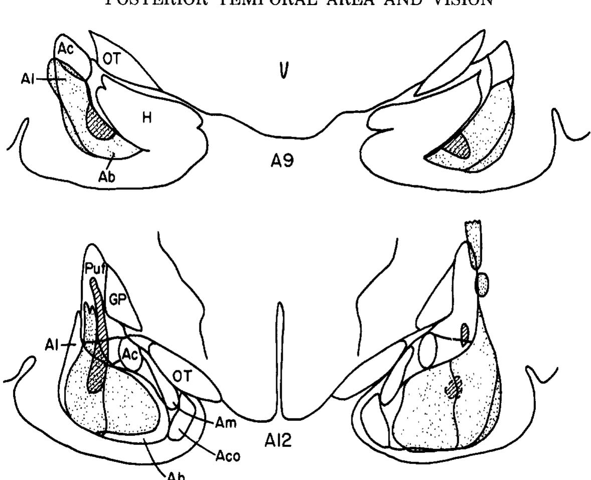 Composite reconstructions of the smallest (hatched) and the
