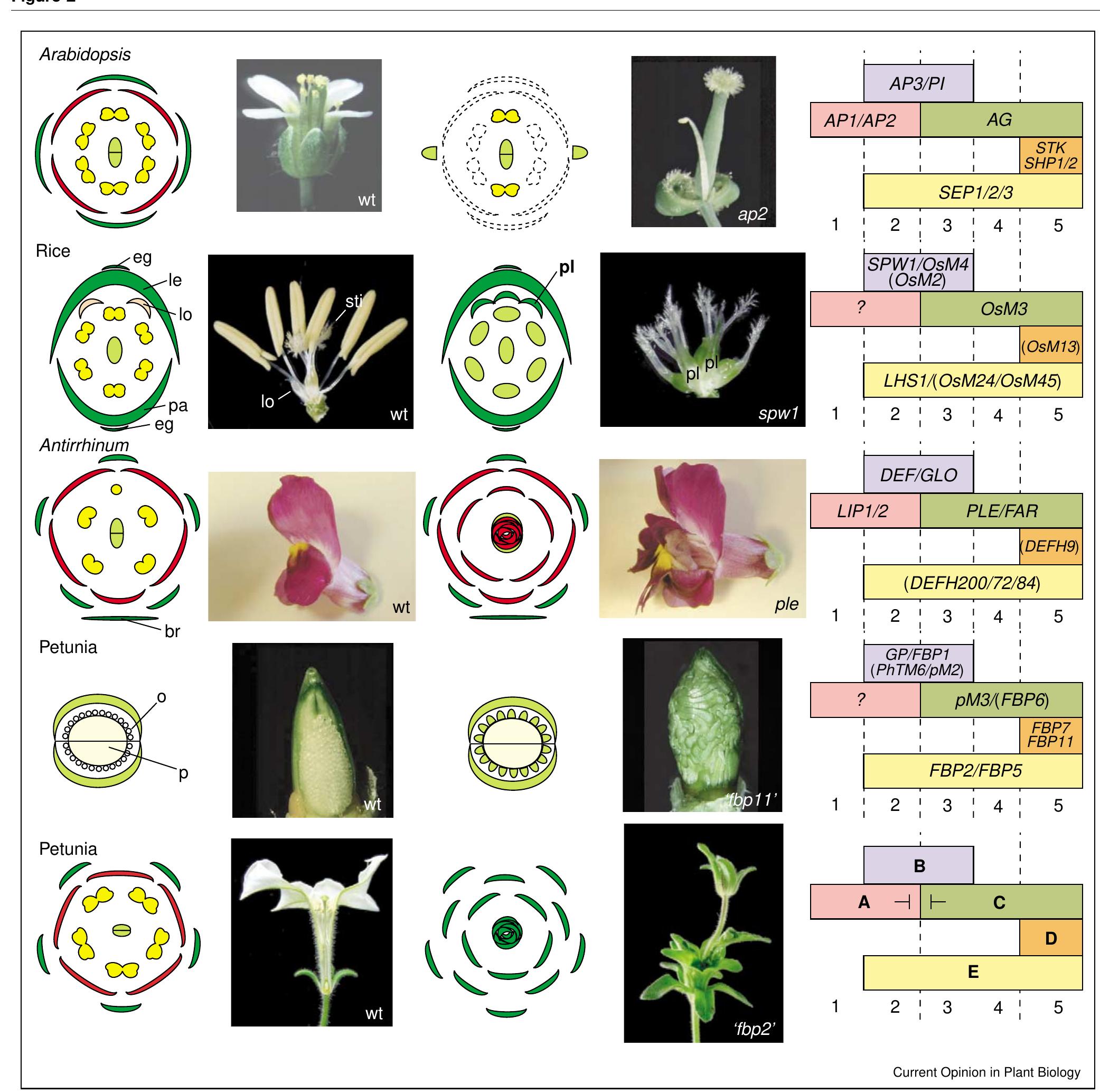 (PDF) Conservation and diversity in flower land