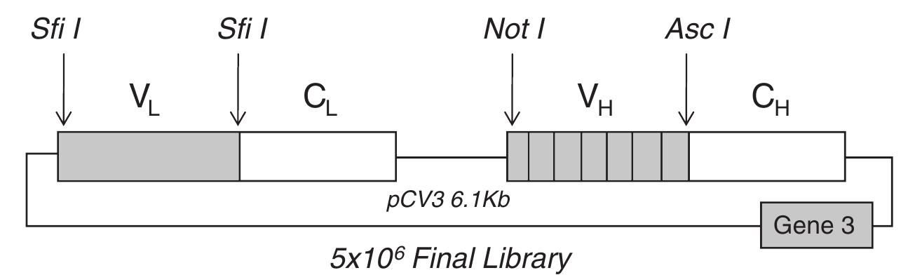 Schematic representation of the library generation of