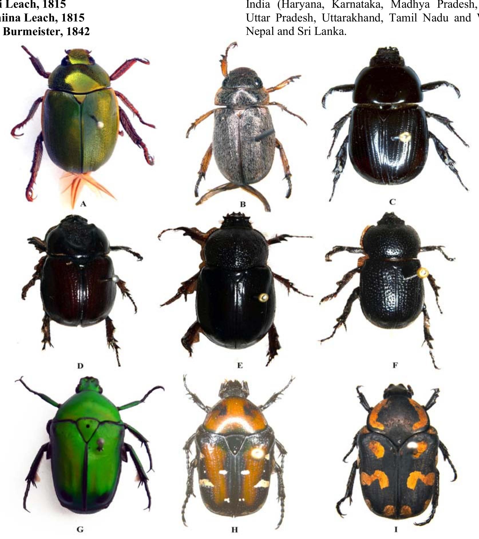 (PDF) An updated checklist of scarabaeoid beetles (Coleoptera ...
