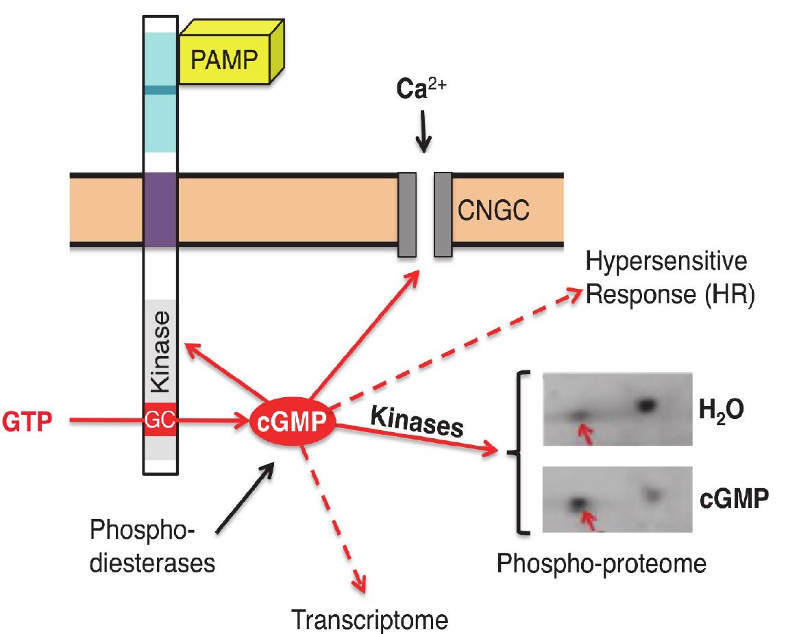 Current model of the heat stress response pathway in tomato: