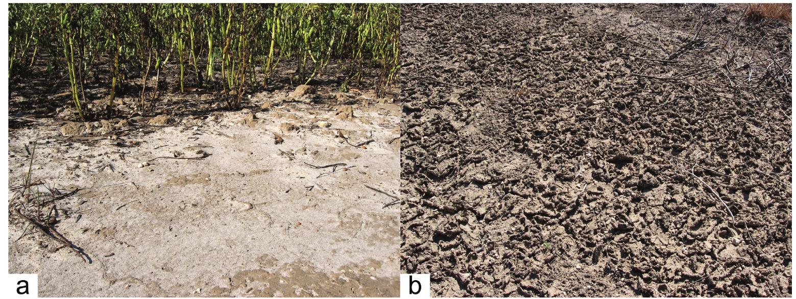PDF) Abiotic Stress in Plants - Mechanisms and Adaptations