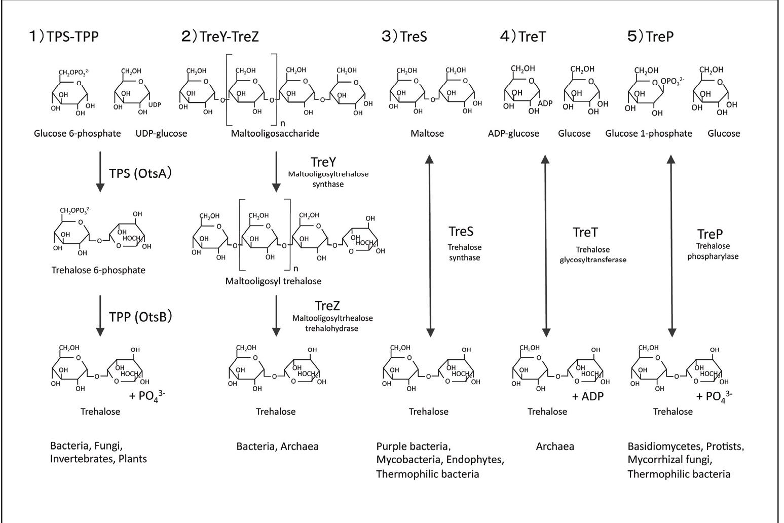 PDF) Abiotic Stress in Plants - Mechanisms and Adaptations