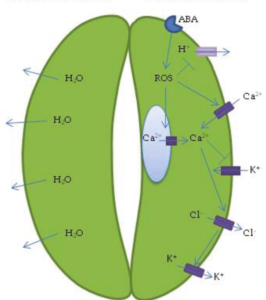 ｃｄ4 PDF) Abiotic Stress in Plants - Mechanisms and Adaptations
