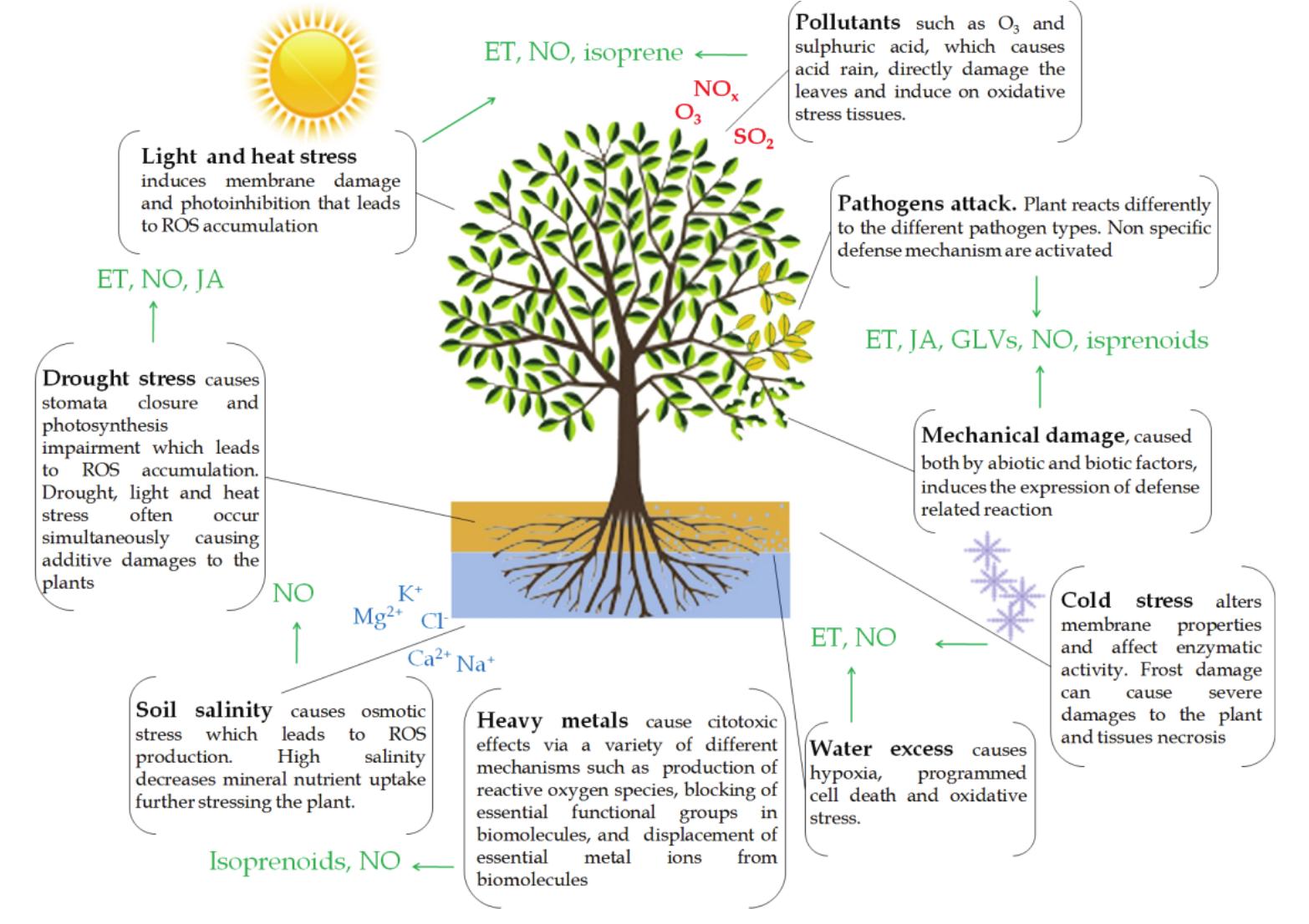 ｃｄ4 PDF) Abiotic Stress in Plants - Mechanisms and Adaptations