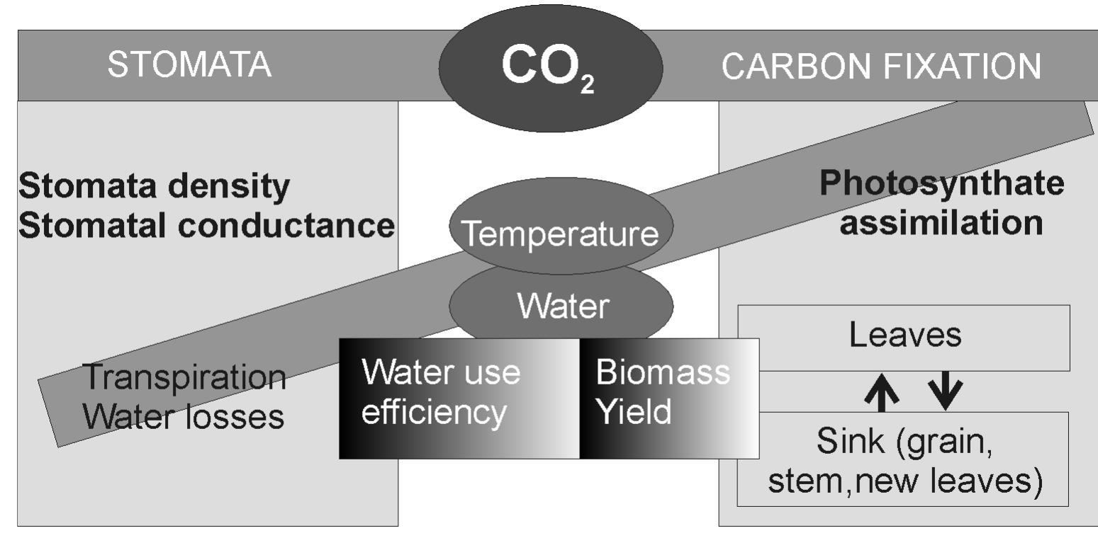 ｃｄ4 PDF) Abiotic Stress in Plants - Mechanisms and Adaptations
