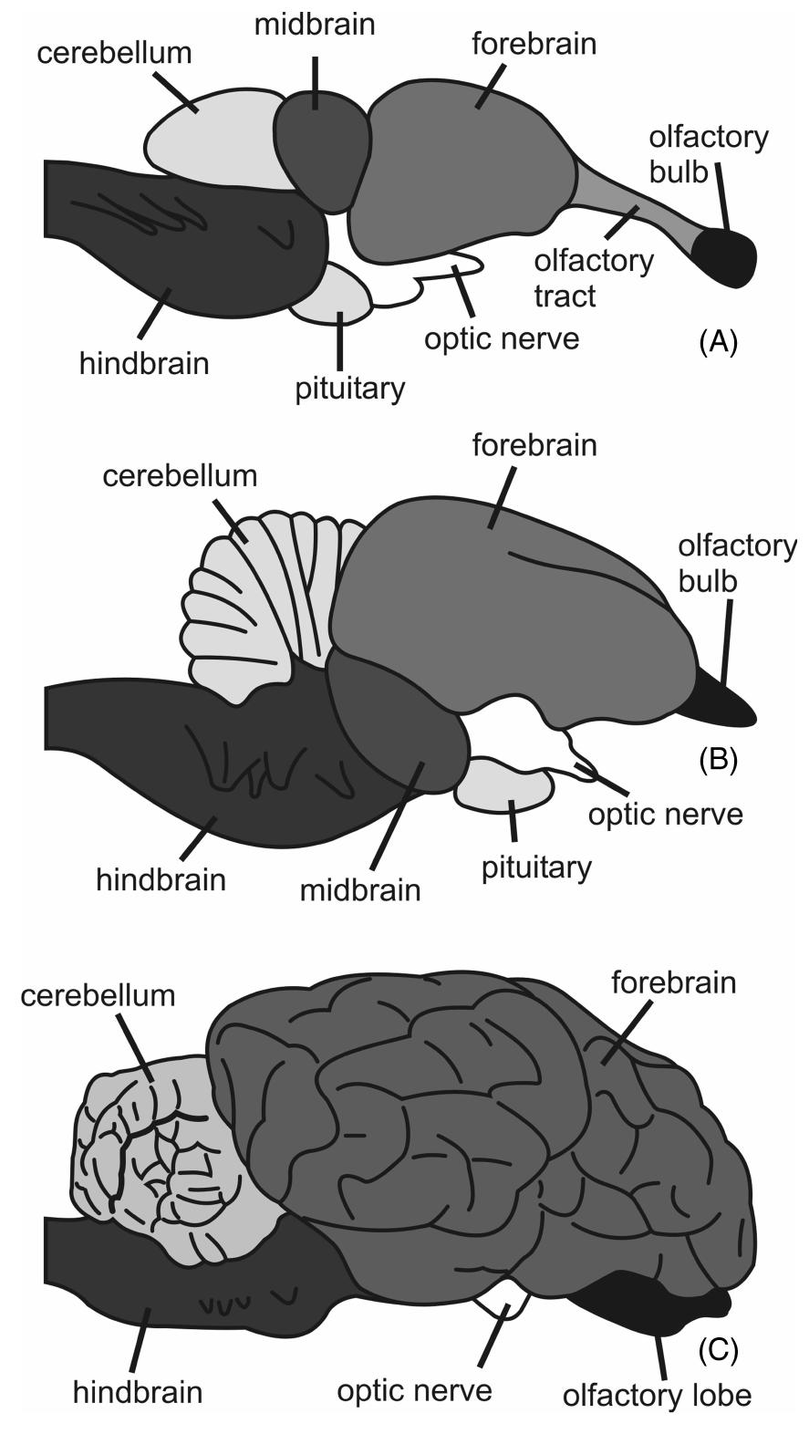 (PDF) The avian brain and senses