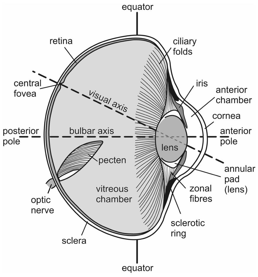 The fundus oculi of birds, especially as viewed by the ophthalmoscope  [microform] : a study in comparative anatomy and physiology.  Ophthalmoscopy; Eye; Ophtalmoscopie; Oiseaux; Oeil; Birds. TUK HKLATIONS OF  HEITILIAX TO, image size:871x935