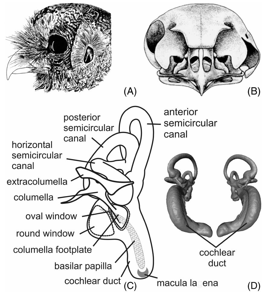 (PDF) The avian brain and senses