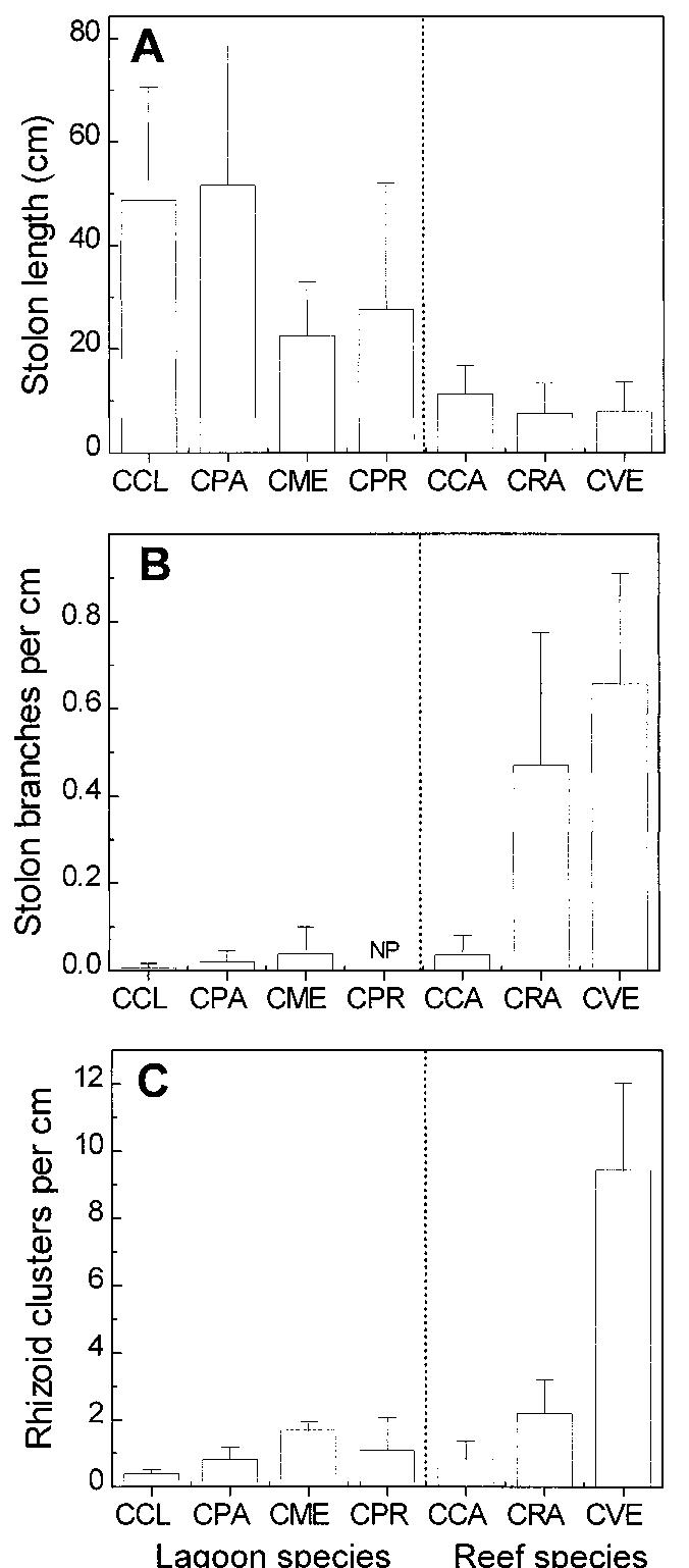 See Rhi Fic. 1. morphological features of erect structures of