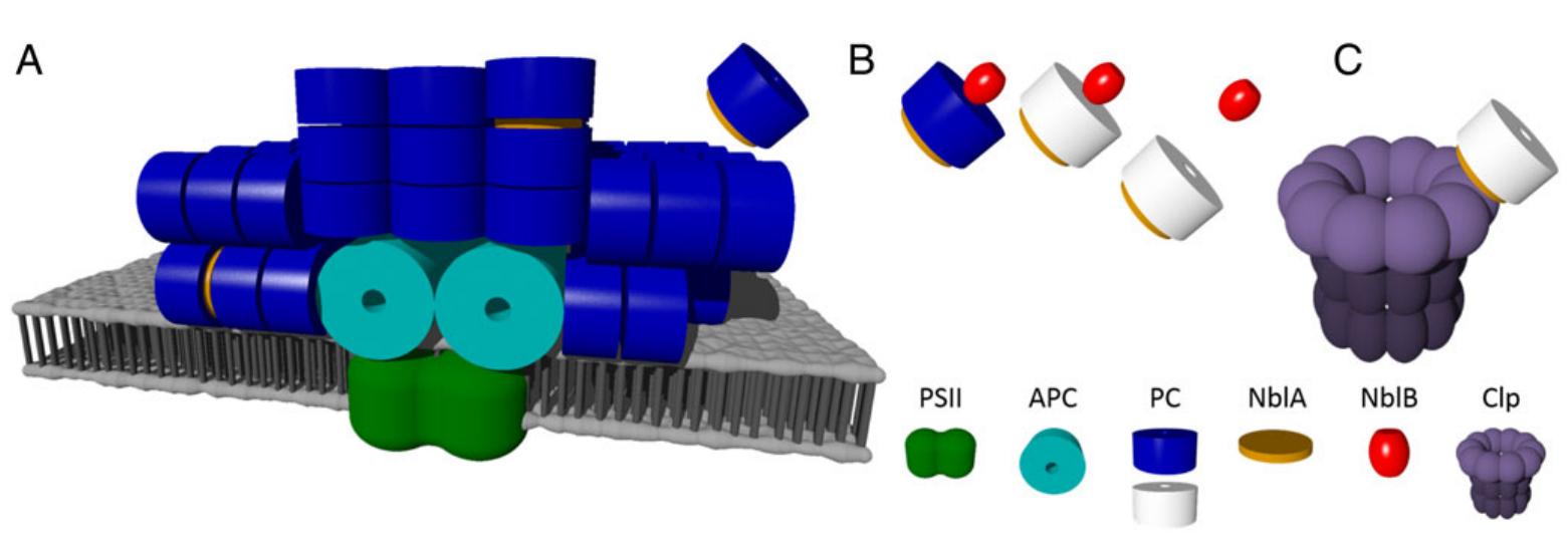 (PDF) Nitrogen chlorosis in unicellular cyanobacteria – a developmental ...