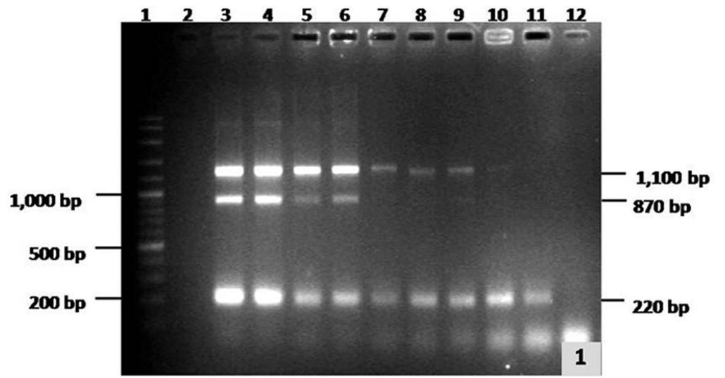 (PDF) Multiplex PCR for simultaneous detection of Streptococcus ...