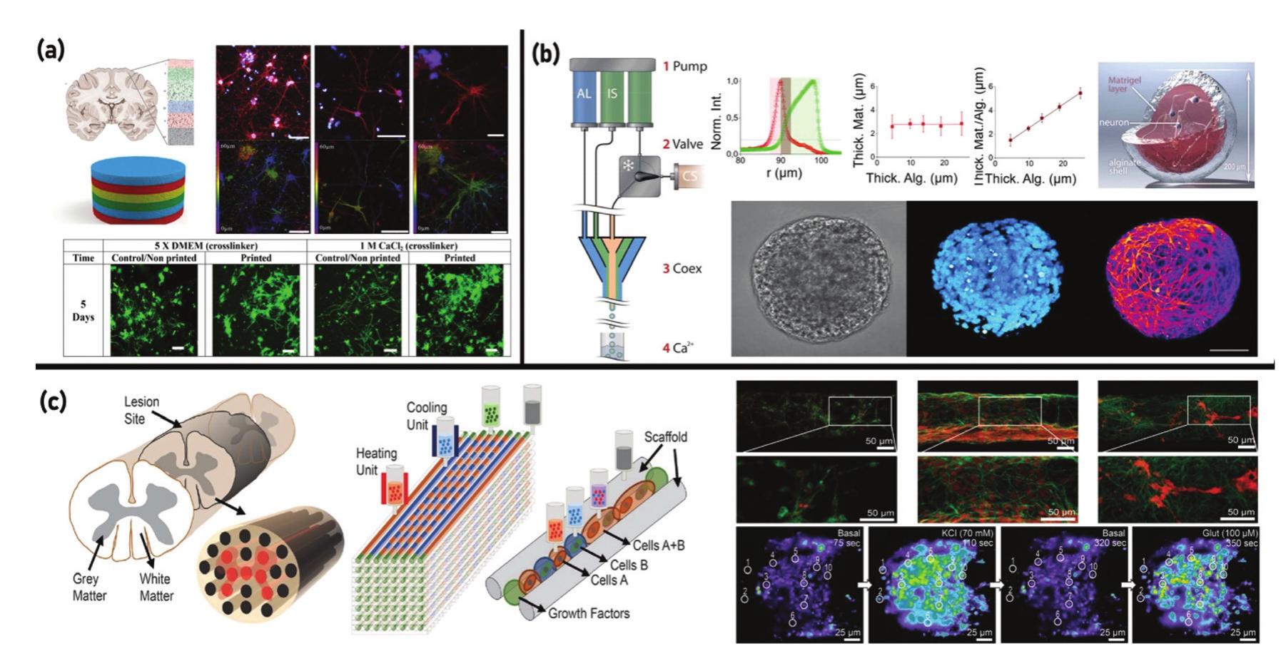 3d bioprinting of nerve tissue: (a) schematic representation