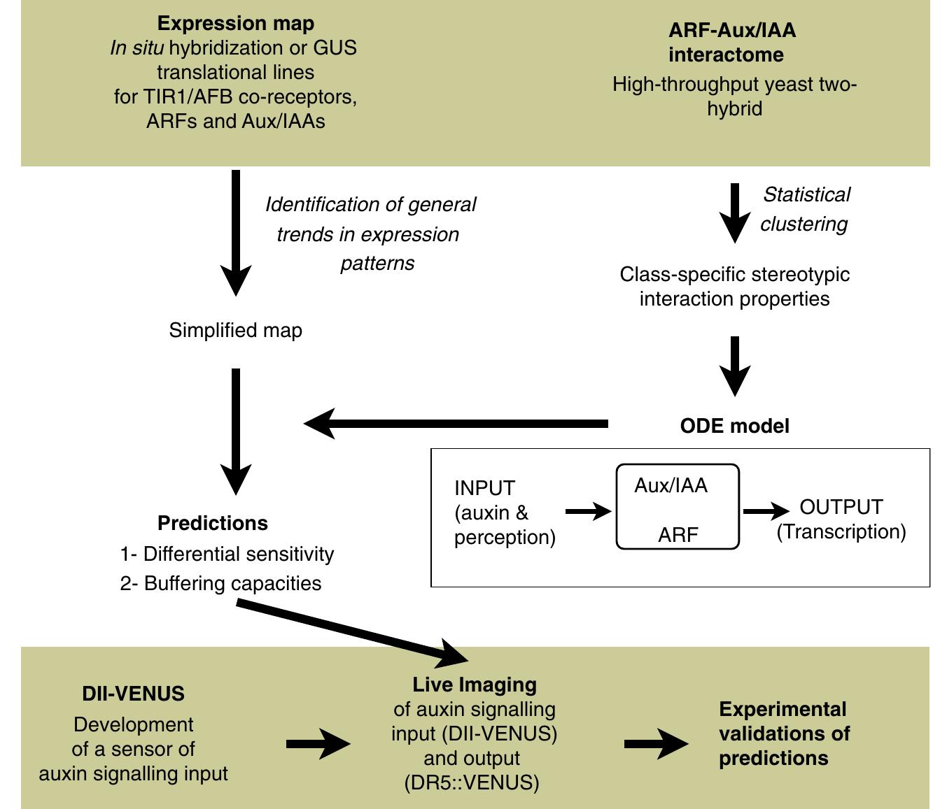 (PDF) The auxin signalling network translates dynamic input into robust ...