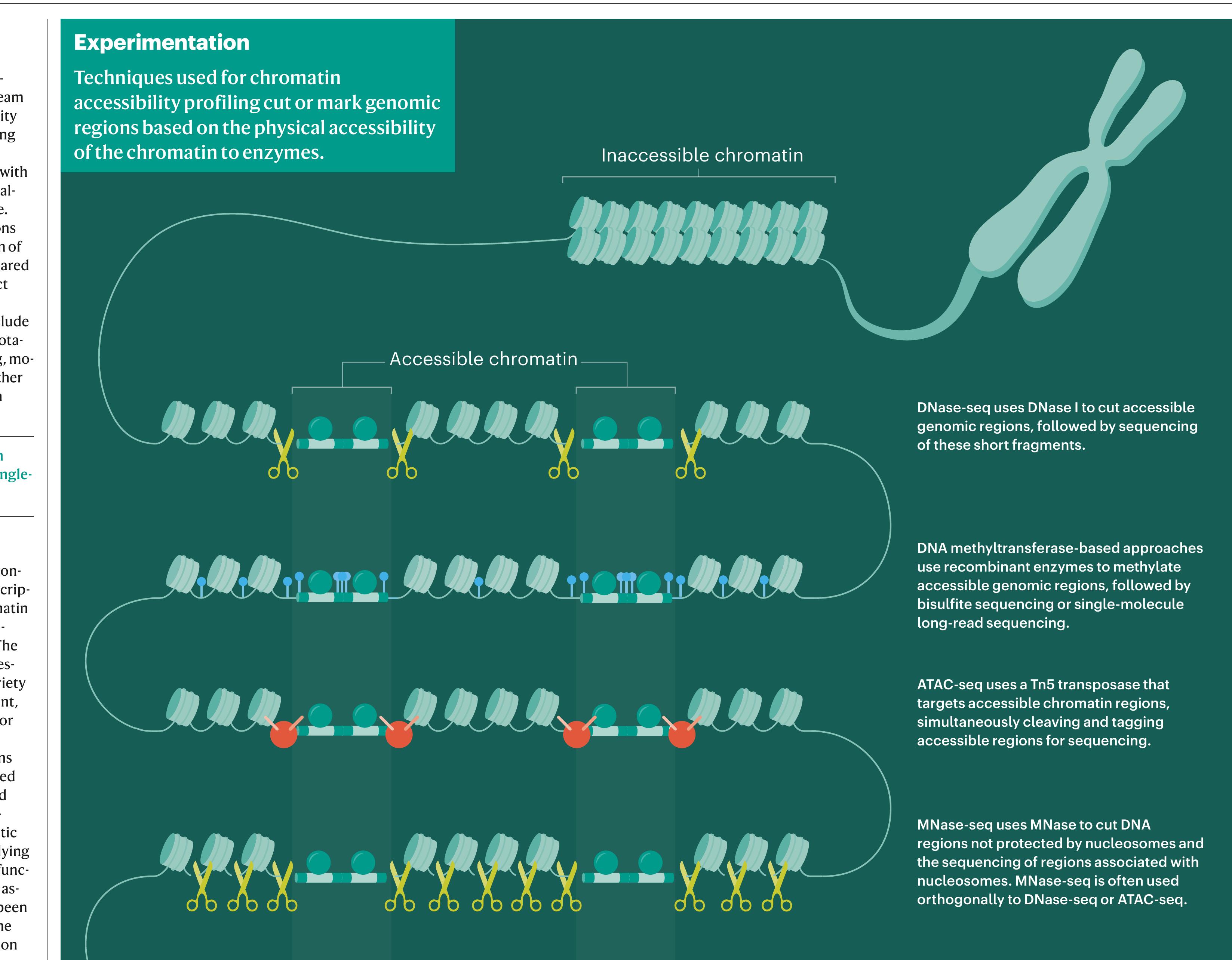 (PDF) Chromatin accessibility profiling methods