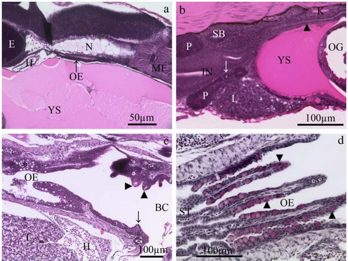 Sagittal section of the oesophagus in yellowtail kingfish