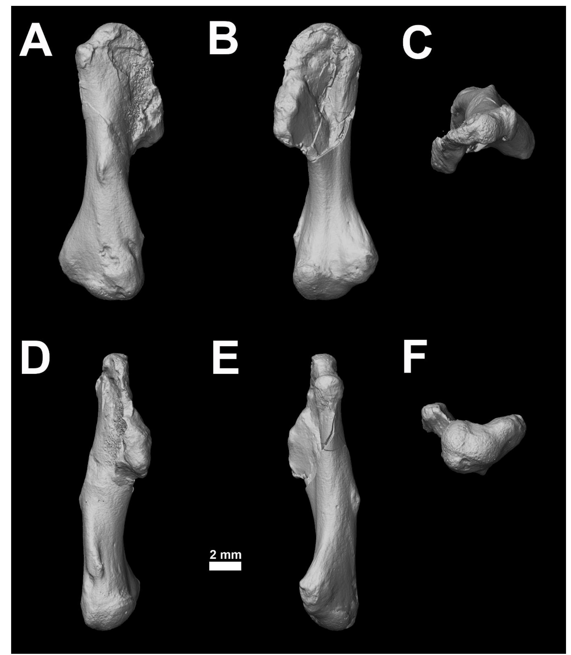 Figure 16 - Anatomy, taxonomy, ontogeny and phylogeny of