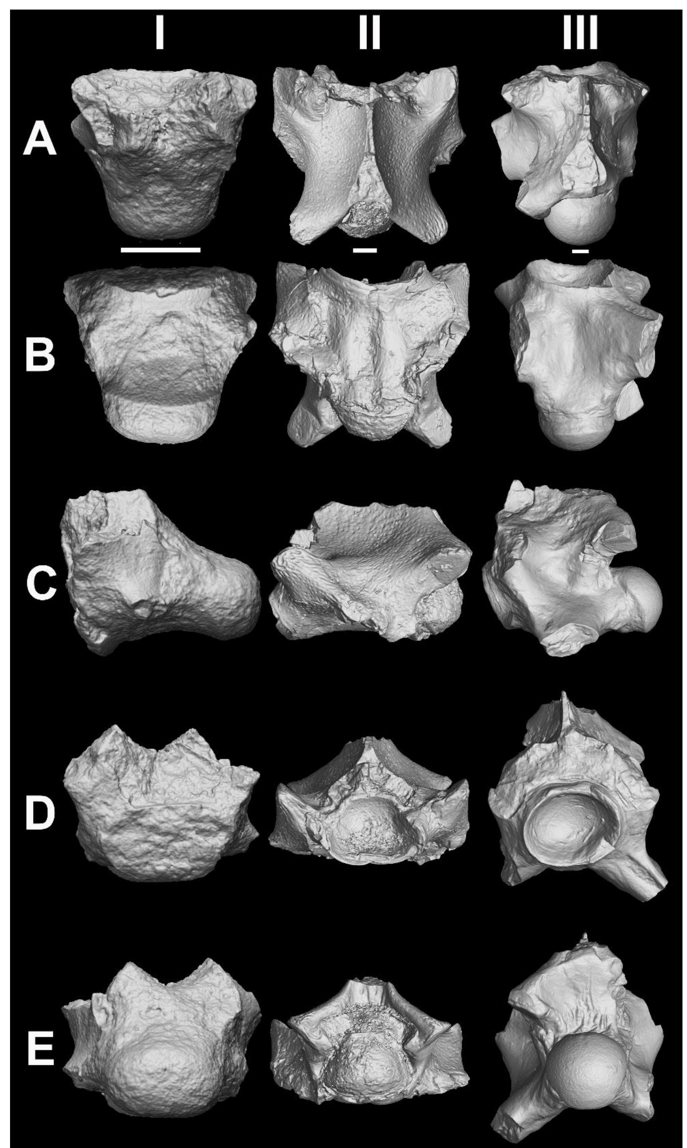 Figure 65 - Anatomy, taxonomy, ontogeny and phylogeny of