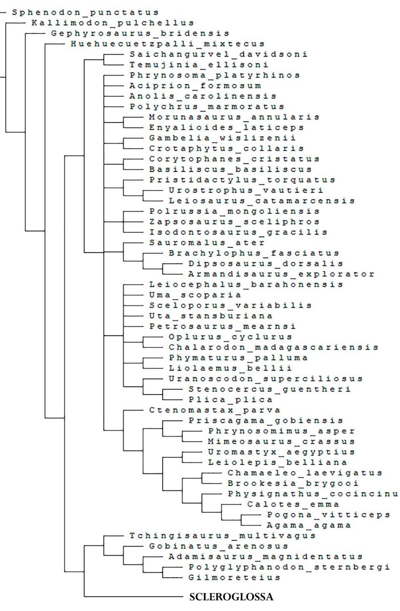 Figure 78 - Anatomy, taxonomy, ontogeny and phylogeny of