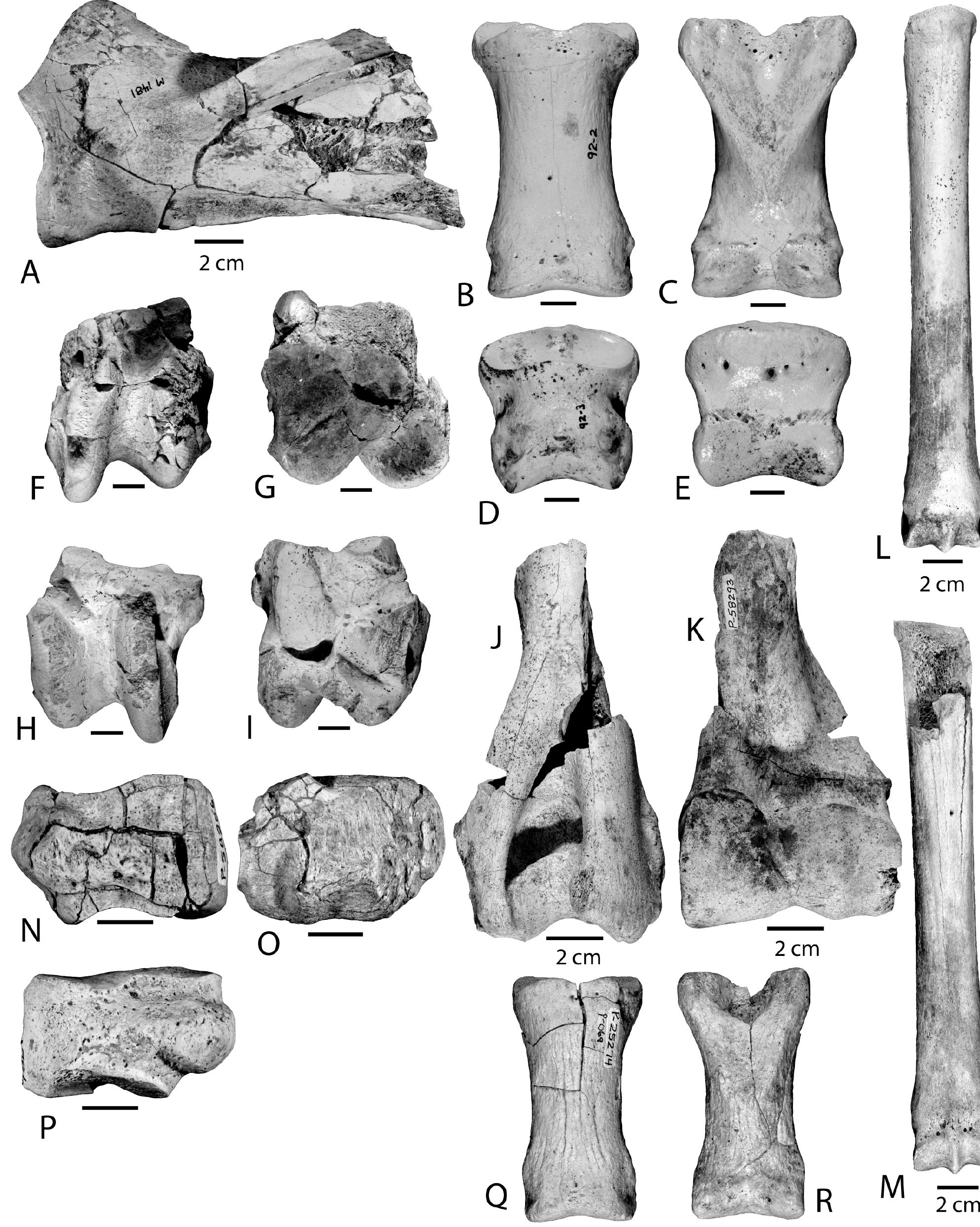 Figure 14 - Pliocene and Early Pleistocene (Blancan)