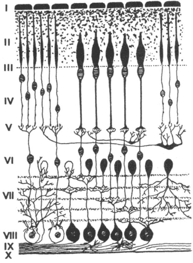 The structure of the retina i: retinal pigment epithelium;