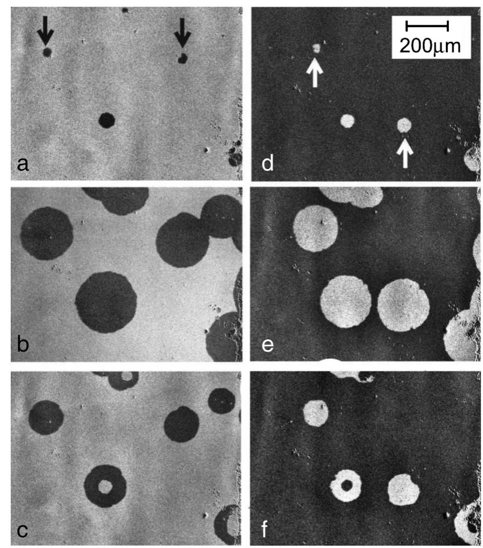 Moke images of the evolution of the [co/pt], domain