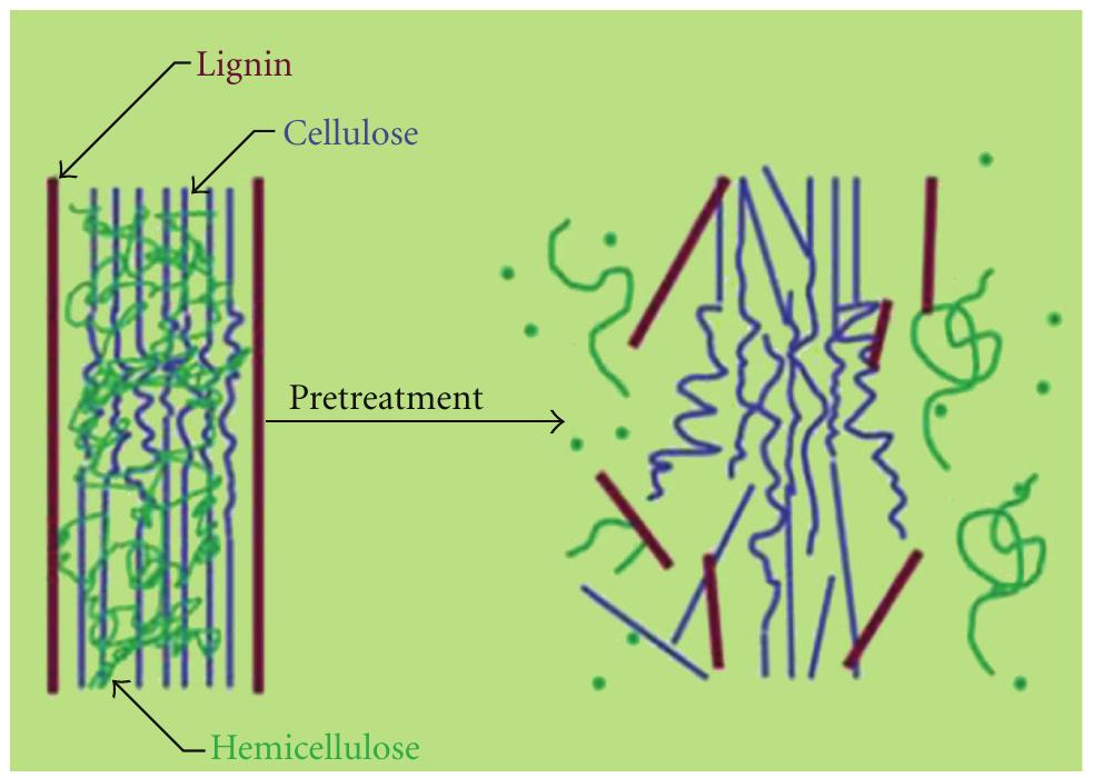 Schematic representation (adapted from [1, 12]) of the
