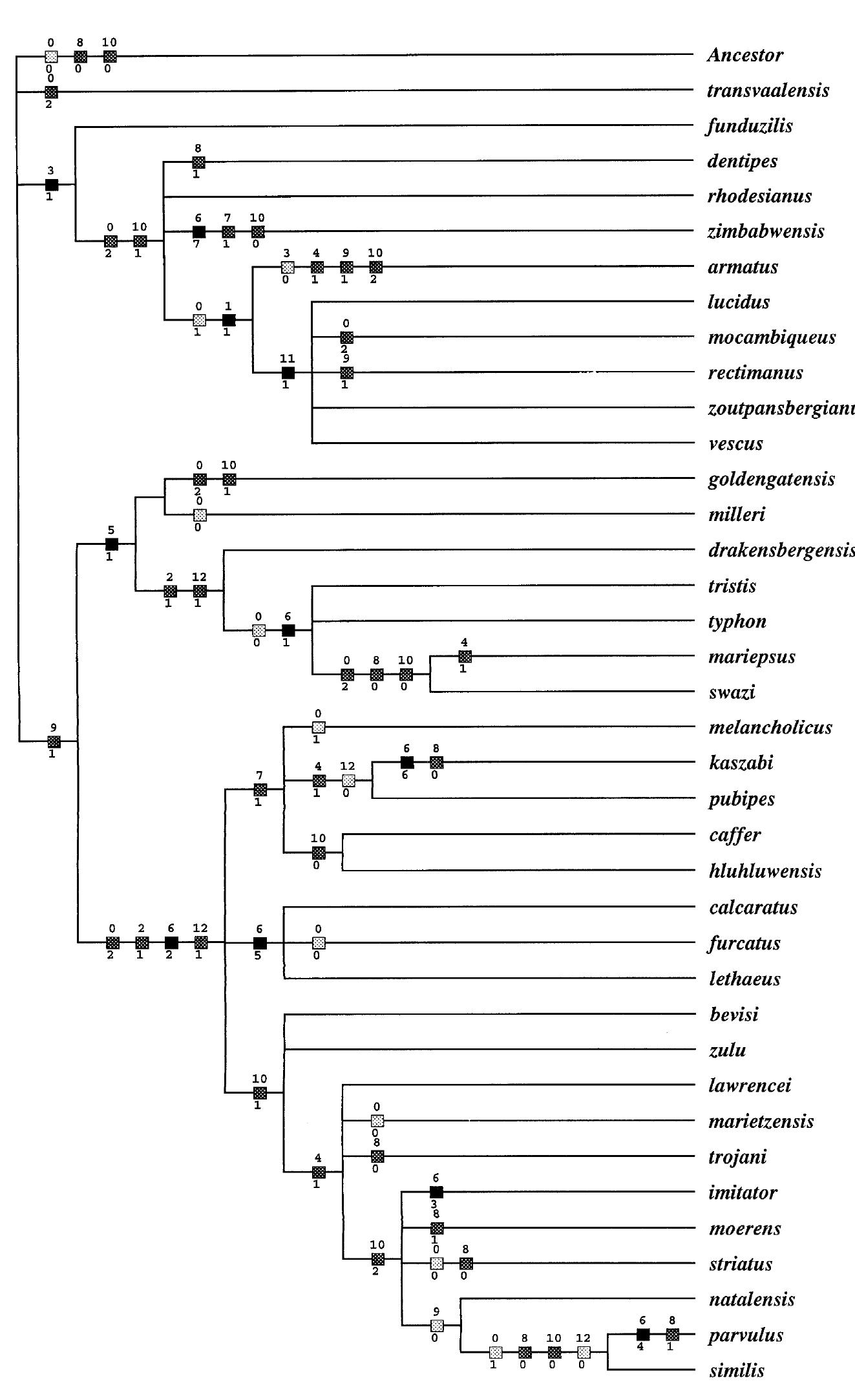 Revision of the trigonopoid platynotina. part v 12.