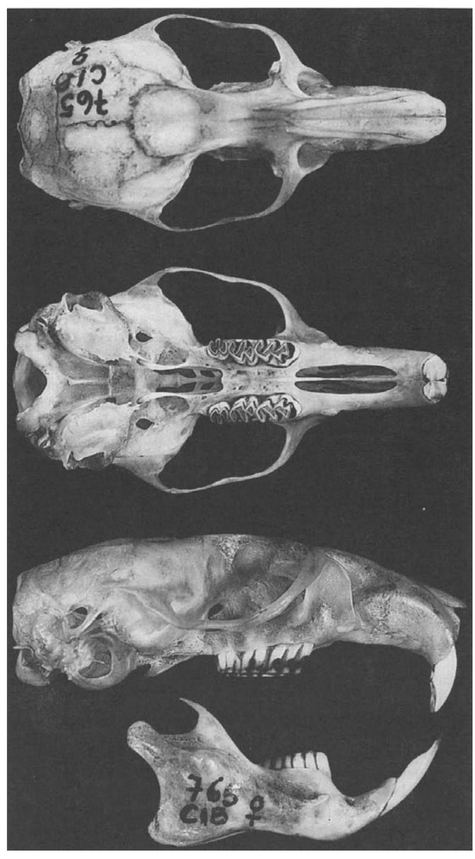 Fic. 2. dorsal, ventral, and lateral views of cranium and