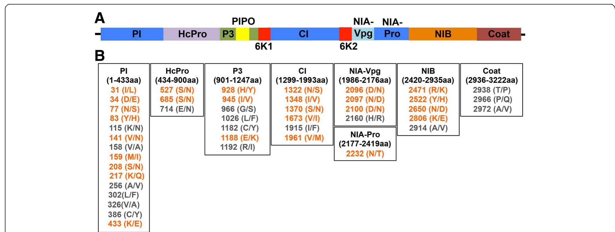 (PDF) Dynamic transcriptome profiling of Bean Common Mosaic Virus (BCMV ...