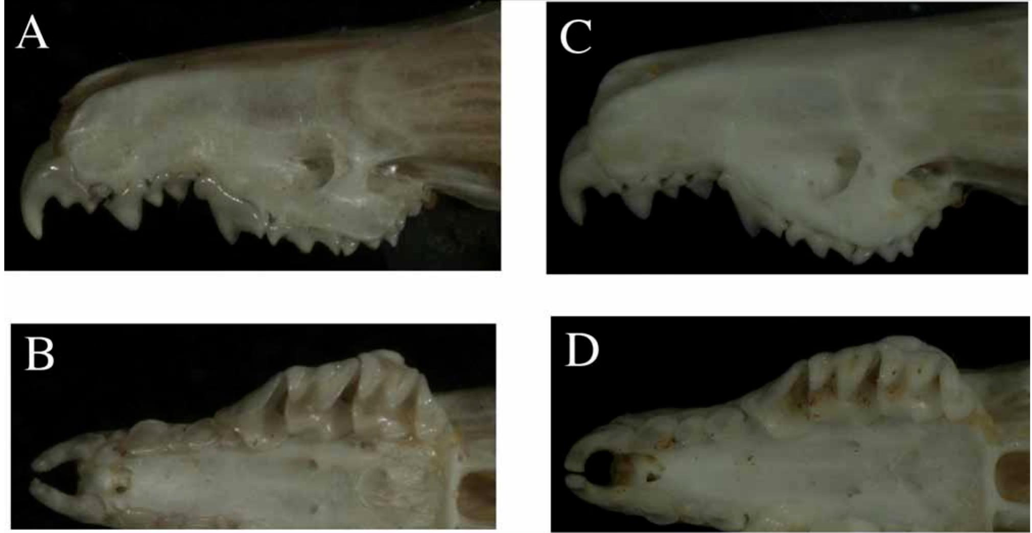 Buccal and occlusal views of upper jaw with extra teeth (a