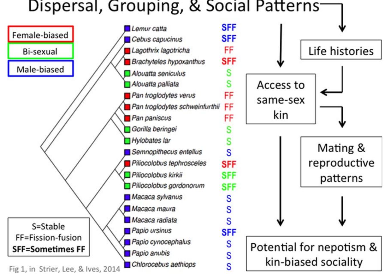 (PDF) Primate social behavior