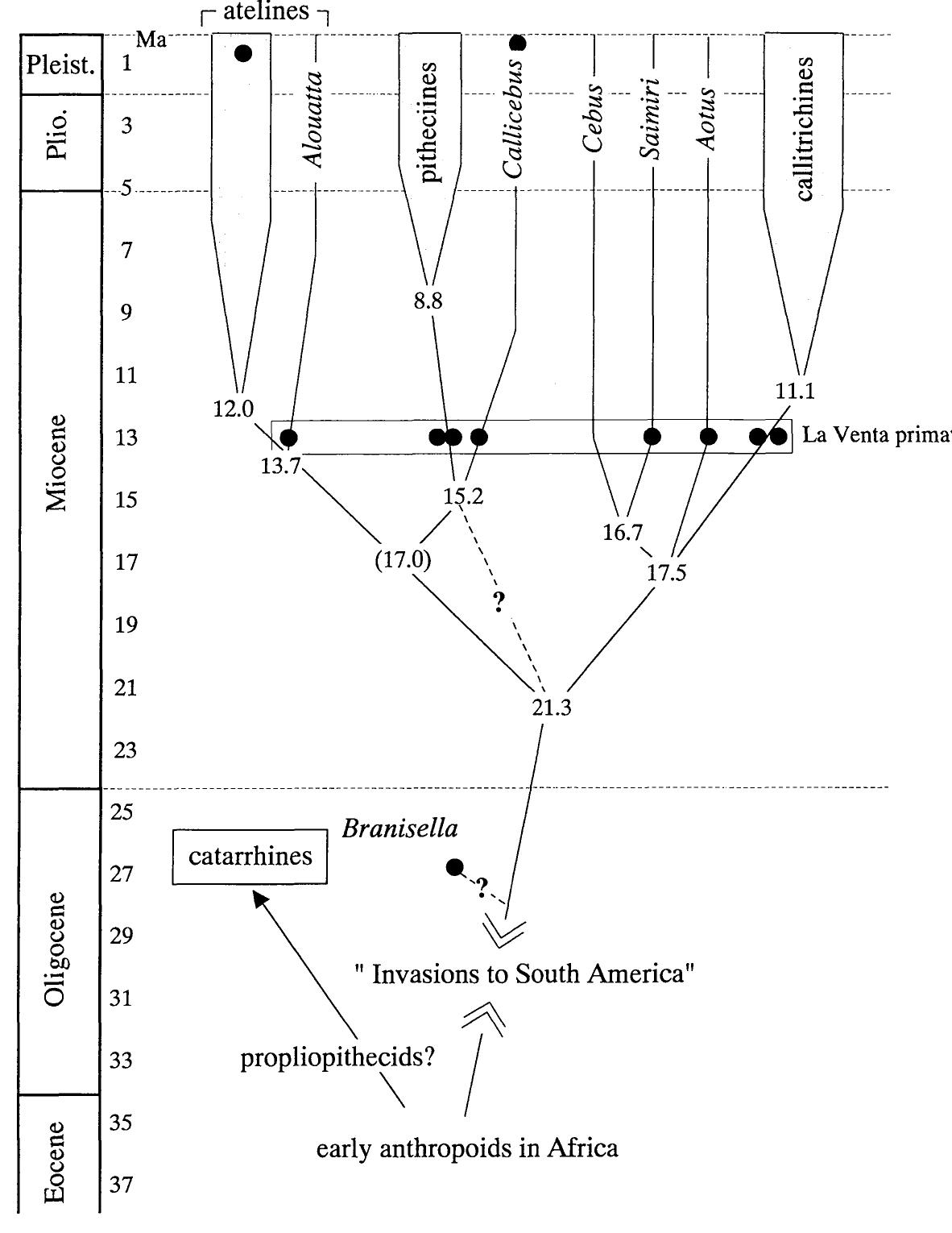(PDF) A New Platyrrhine from the Middle Miocene of La Venta, Colombia ...