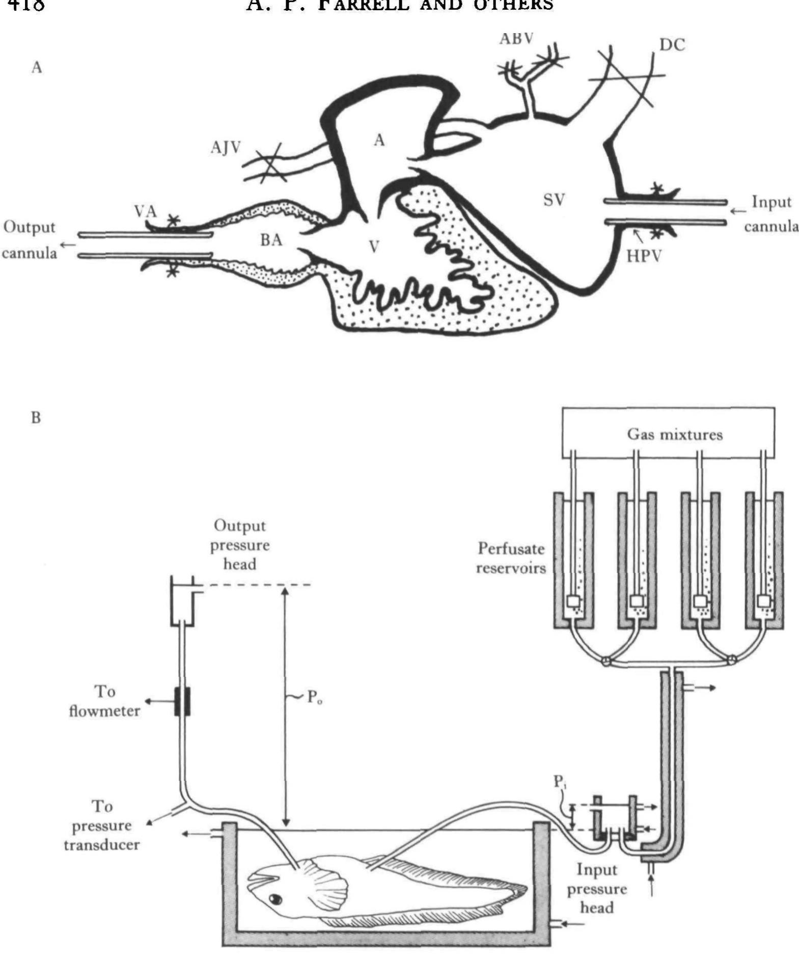 (a) a schematic diagram of the in situ heart preparation. a=