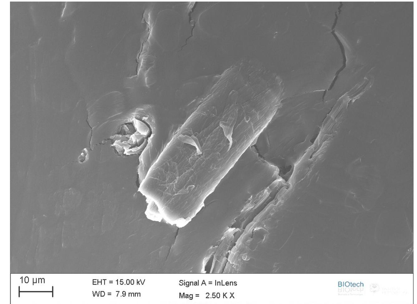 (PDF) Biocomposites Based on Thermoplastic Starch Reinforced with ...