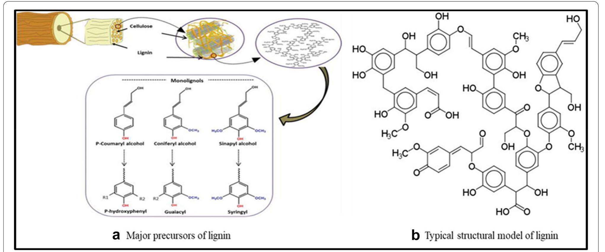 Major precursors of lignin (a) typical structural model of