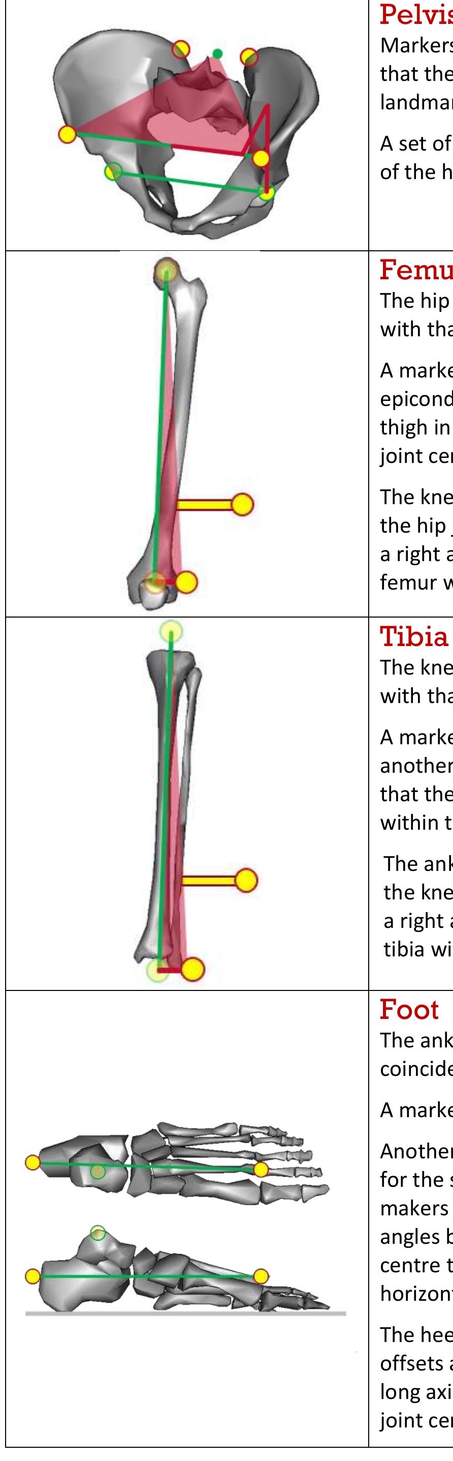 (PDF) The Conventional Gait Model - Success and Limitations