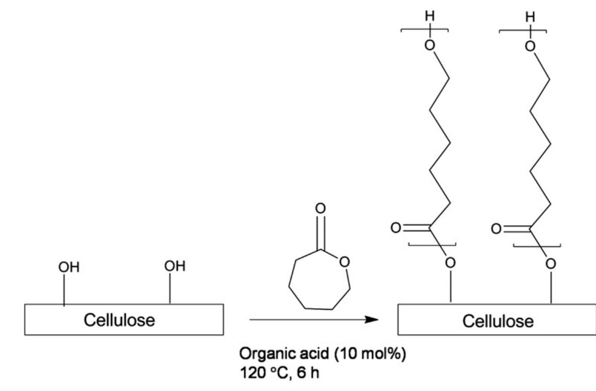 Figure 3 - from Grafting of cellulose by ring-opening