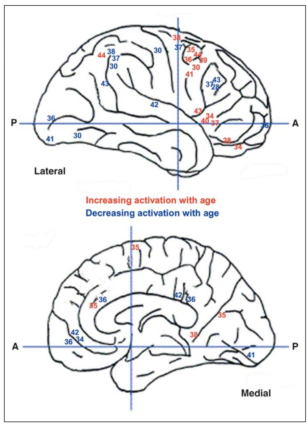 Prefrontal Cortex Development Study I. (a) structural mri produces structural images of the