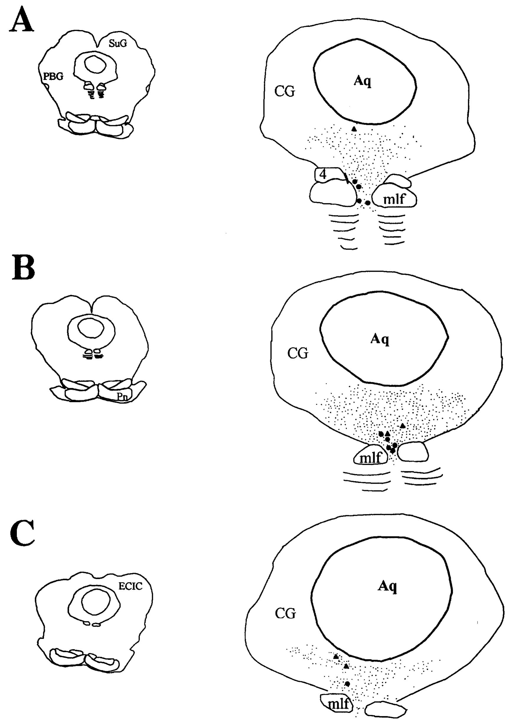 Schematical Schematical drawings of 25 4m frontal sections of the dorsal