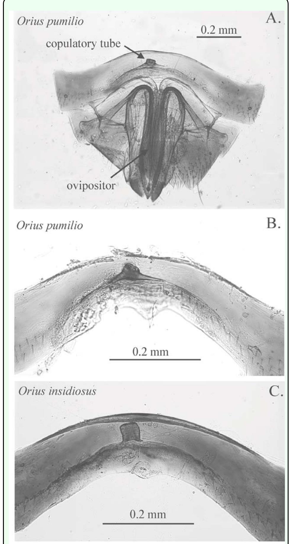 Orius Female (PDF) Identity of Two Sympatric Species of Orius (Hemiptera ...