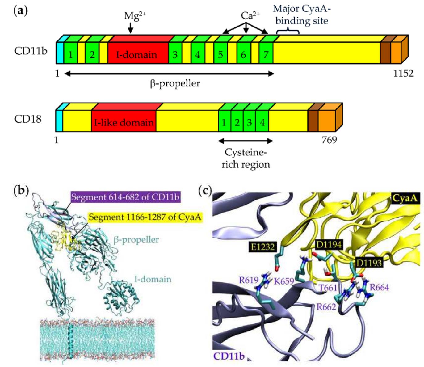 Figure 4 - from Structure-function relationships underlying