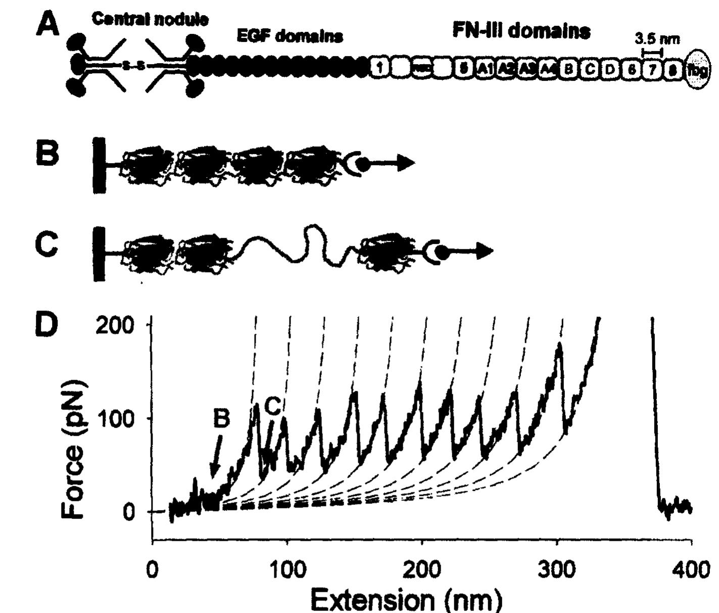 Molecular pulling (force spectroscopy) of tenascin. (a)