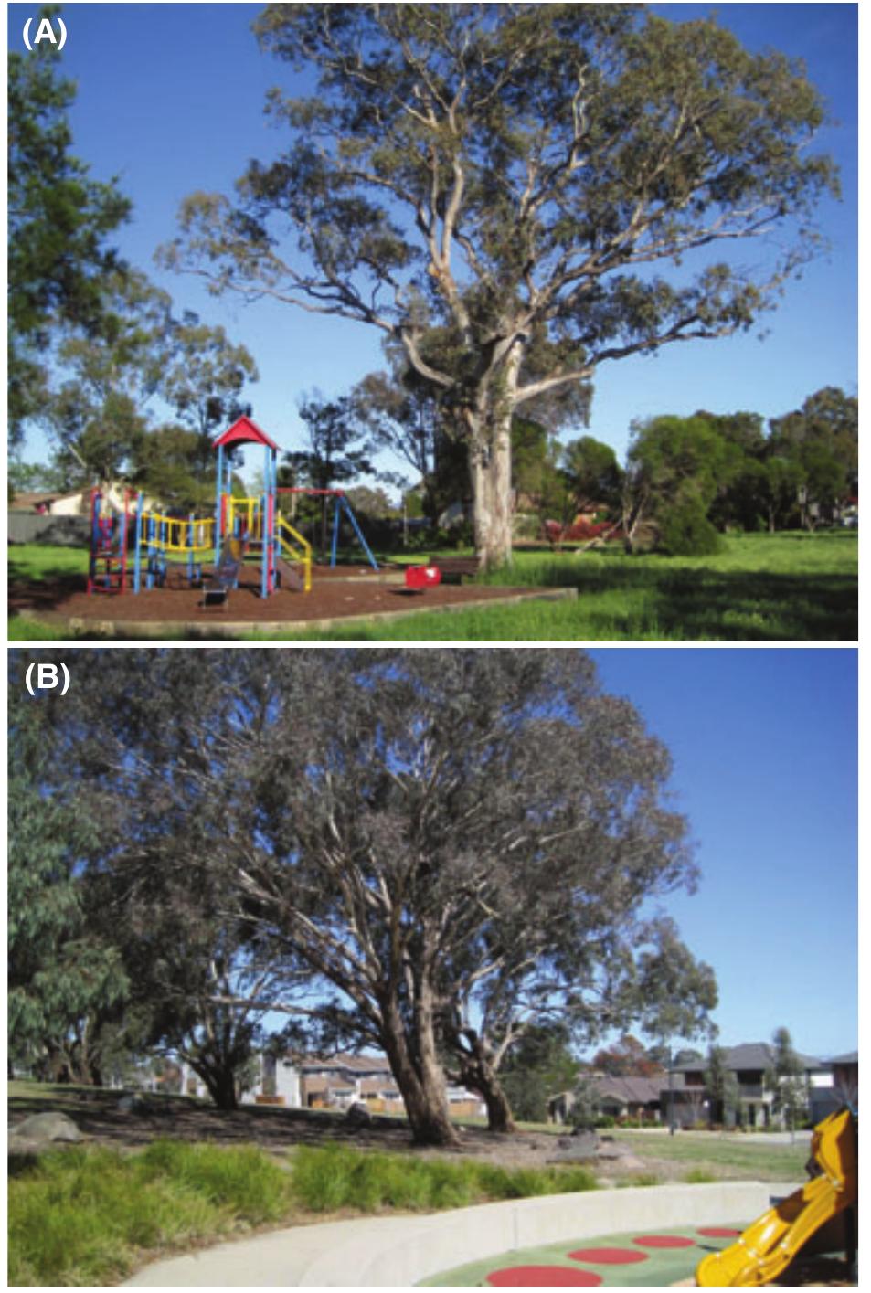 (PDF) Large trees are keystone structures in urban parks