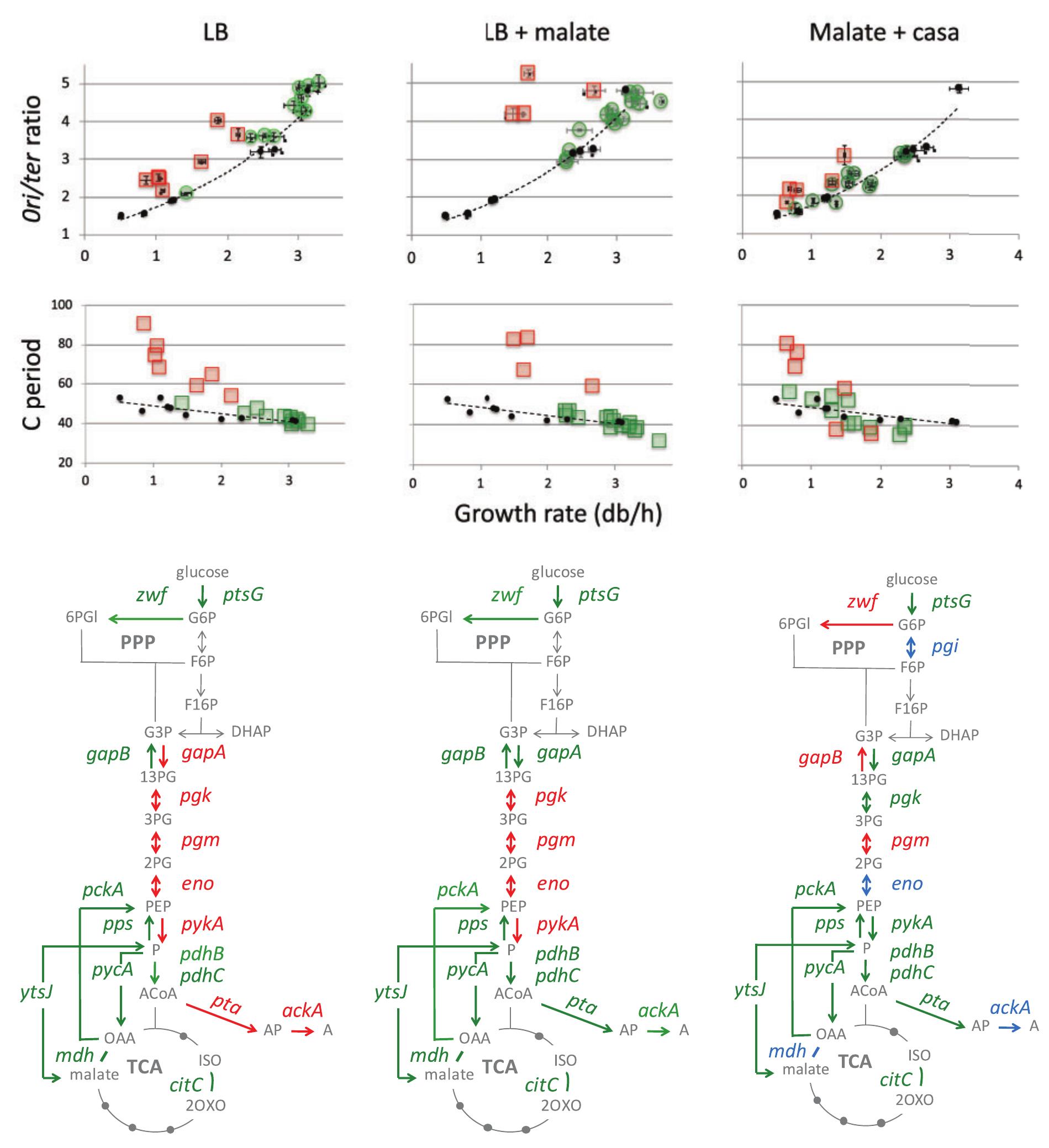 (PDF) Multiple links connect central carbon metabolism to DNA ...
