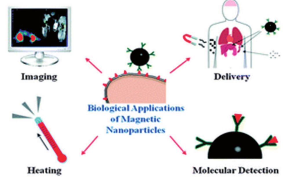 (PDF) Magnetic nanoparticles in cancer diagnosis and treatment: a review