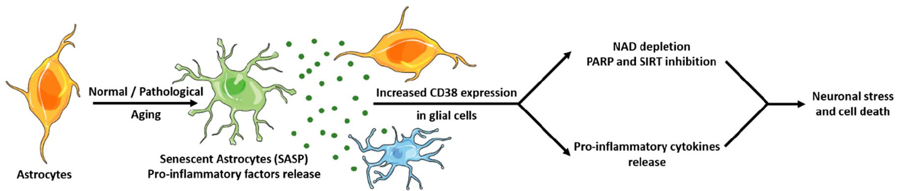 (PDF) CD38 in Neurodegeneration and Neuroinflammation