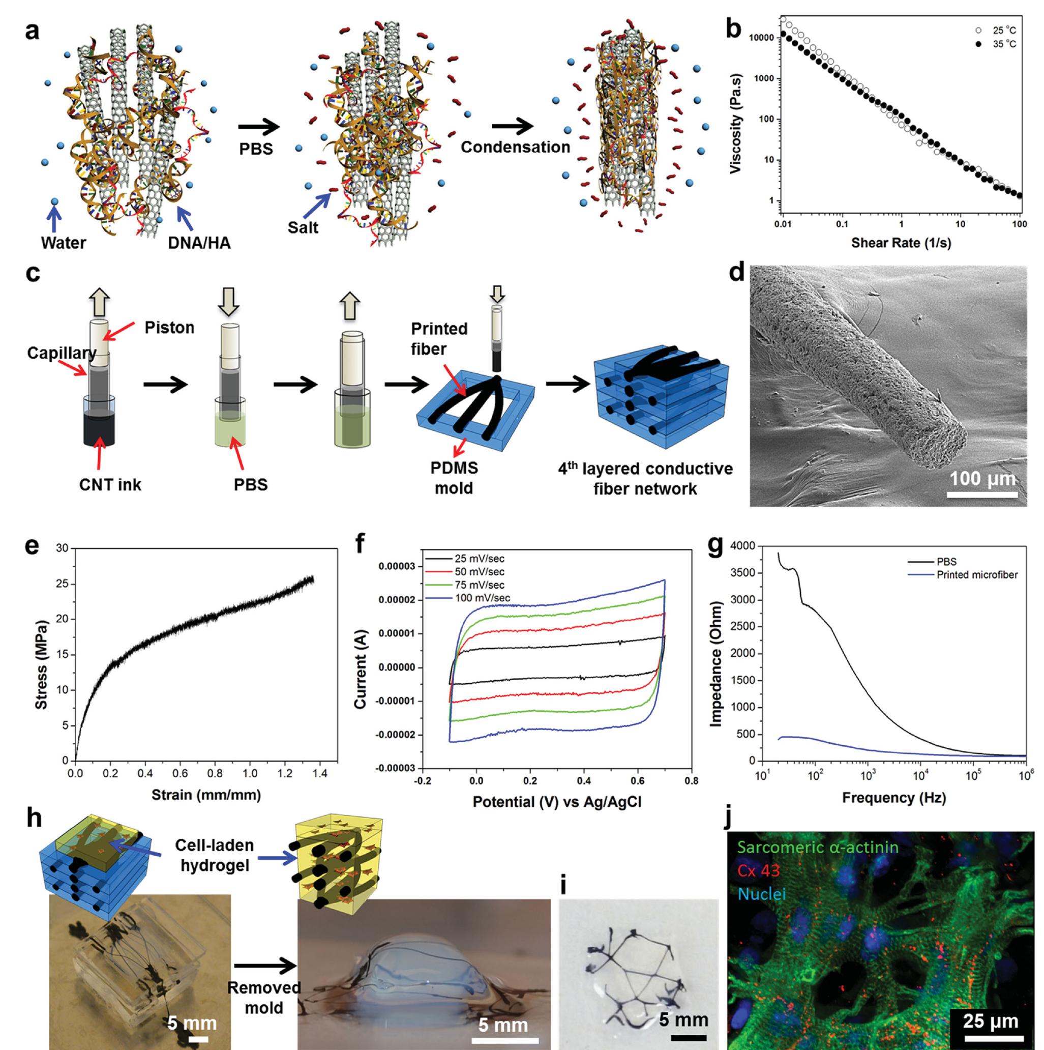 (PDF) A Bioactive Carbon Nanotube-Based Ink for Printing 2D and 3D ...
