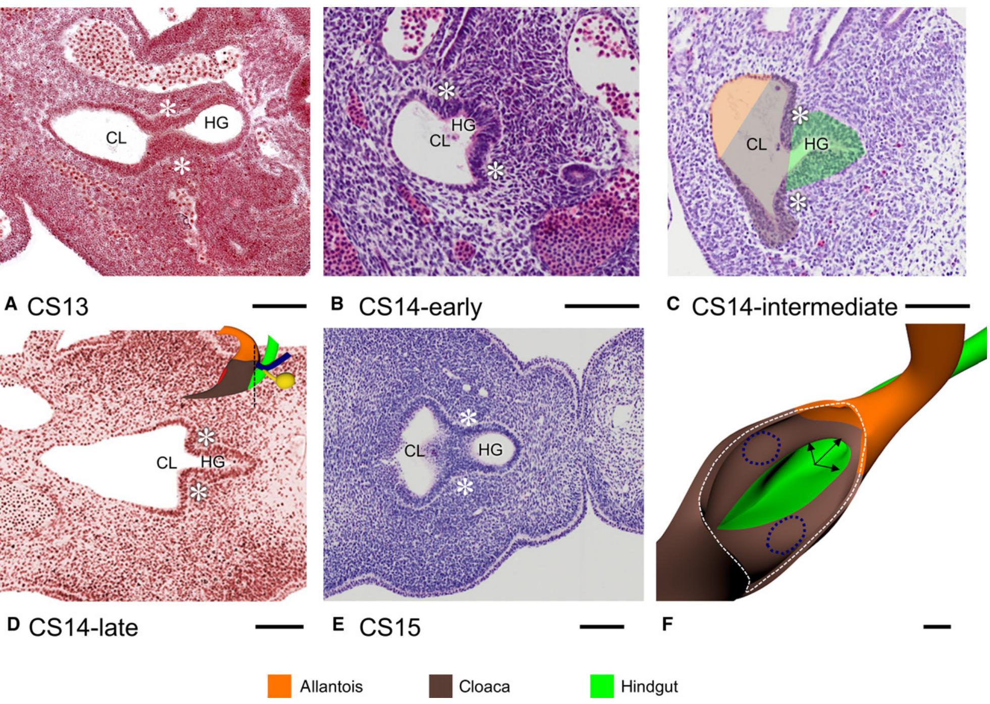 Cloaca Development (PDF) The development of the cloaca in the human embryo